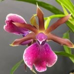 IN BLOOMING Zygopentallum Rhein Moonlight x Zygopentallum Blue Eyes Blooming Size (3.5" pot)