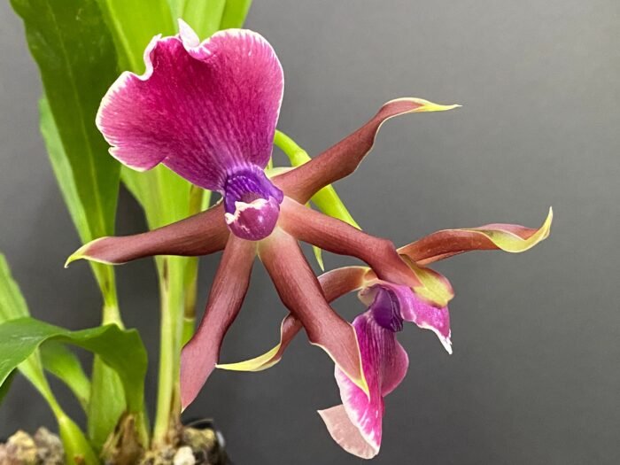 IN BLOOMING Zygopentallum Rhein Moonlight x Zygopentallum Blue Eyes Blooming Size (3.5" pot) - Image 3