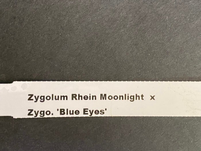 IN BLOOMING Zygopentallum Rhein Moonlight x Zygopentallum Blue Eyes Blooming Size (3.5" pot) - Image 7