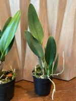 FRAGRANT- Blc. Dewey Forest 'Kudos' (5" pot) - Image 7