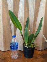 FRAGRANT- Blc. Dewey Forest 'Kudos' (5" pot) - Image 5