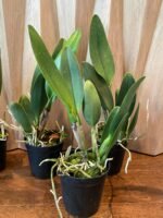 FRAGRANT- Blc. Dewey Forest 'Kudos' (5" pot) - Image 8