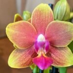 Double Spikes Phalaenopsis Mini I-Hsin Golden Tangerine Ice "Orange" (3.5" pot)