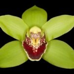 Cymbidium Valentine’s Love ‘Leanne’ (4.5" pot)