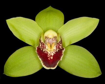 Cymbidium Valentine’s Love ‘Leanne’ (4.5" pot)