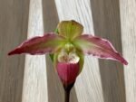 Phrag. Nicolle Tower (dalessandroi x longifolium) (4.5" pot)