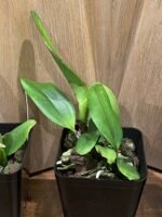 Rlc. Golf Rainbow (3.5" pot) - Image 7