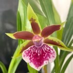 Galeopetalum Arlene Armour 'Conching'