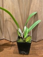 Rlc. Good News 'Yuki’ x (Hawaiian Wish ’Volcano Queen’ × Pamela Shells ‘Hawaiian Delight') (3.5” Pot) - Image 4