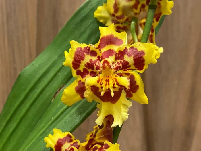IN BLOOM Wilsonara Pacific Passage 'Peach Cobbler' (4.5" pot) - Image 3