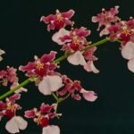 IN SPIKE - Oncidium Ruth’s Rainbow ’Over the Rainbow’ (3.5” Pot)