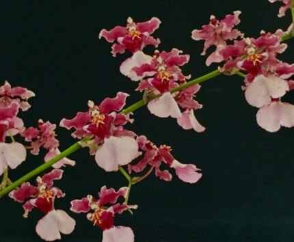 IN SPIKE - Oncidium Ruth’s Rainbow ’Over the Rainbow’ (3.5” Pot)