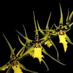 Brassidium Gilded Urchin 'Ontario' Blooming Size (3.5” Pot)