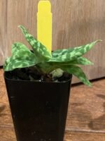 Paphiopedilum wardil alba x sib (2” Pot) - Image 7