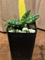 Paphiopedilum wardil alba x sib (2” Pot) - Image 8