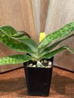 IN SPIKE Paph. sukhakulii x mohrianum (2.5” Pot) - Image 4