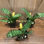 IN SPIKE Paph. sukhakulii x mohrianum (2.5” Pot)