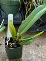 Pot. Memoria Yoshi Tsubaki ’Supreme’ (Blc. Jeremy Island x Pot. Hisako Akatsuka) (2” Pot) - Image 4