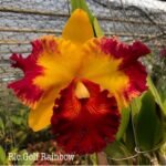 Rlc. Golf Rainbow (3.5" pot)