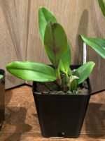 Rlc. Golf Rainbow (3.5" pot) - Image 4