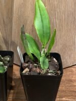 Rlc. Golf Rainbow (3.5" pot) - Image 5