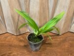 Phragmipedium Ouaisne (Eric Young ‘Rocket Fire’× dalessandroi ‘Acker’s Flamenco Dancer) (5”Pot) - Image 2