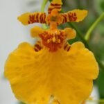 IN SPIKE- Oncidesa Gower Ramsey ‘Orange’ (3.5” Pot)