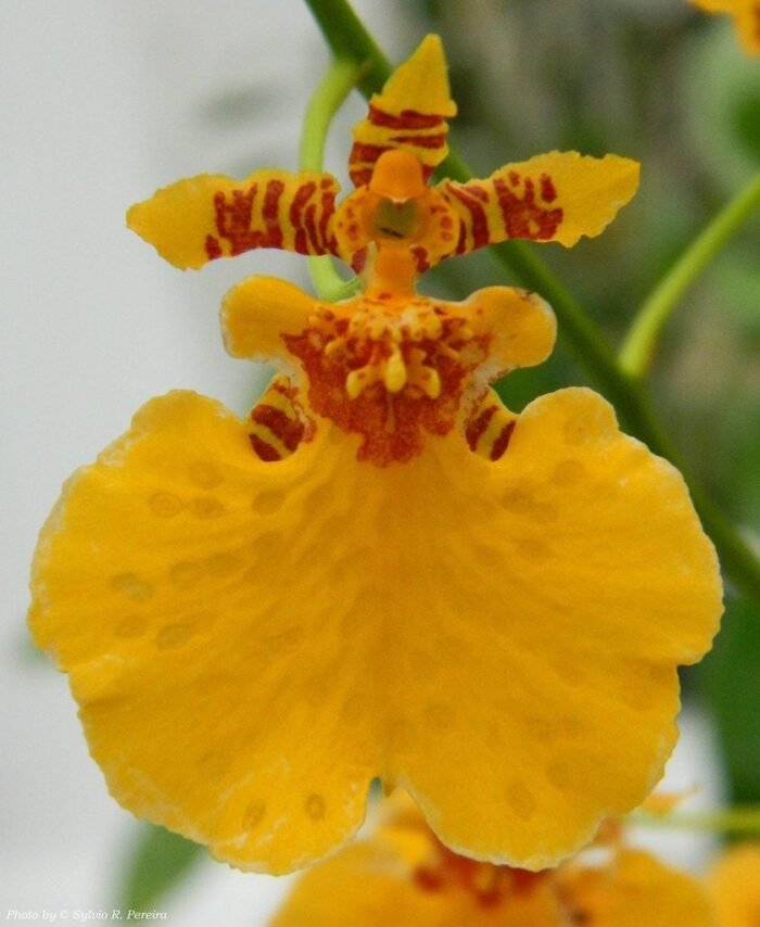IN SPIKE- Oncidesa Gower Ramsey ‘Orange’ (3.5” Pot) - Image 1
