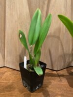 Rlc. Good News 'Yuki’ x (Hawaiian Wish ’Volcano Queen’ × Pamela Shells ‘Hawaiian Delight') (3.5” Pot) - Image 5