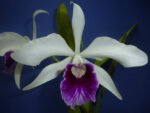 Fragrant Cattleya Laelia purpurata x sib (‘roxo-violeta’ x ‘werkhauseri’ (5” pot)