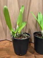 Fragrant Cattleya Laelia purpurata x sib (‘roxo-violeta’ x ‘werkhauseri’ (5” pot) - Image 4