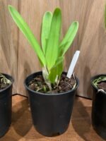 Fragrant Cattleya Laelia purpurata x sib (‘roxo-violeta’ x ‘werkhauseri’ (5” pot) - Image 6