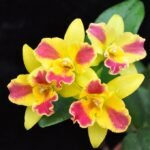 IN BUD - Pot. Burana Beauty (3.5” pot)