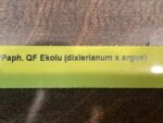 In SPIKE/ BUD Paph. QF Ekolu (dixlerianum x argus) (2" pot) - Image 8