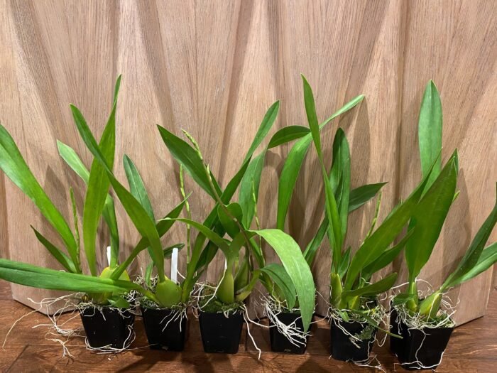 IN SPIKE Oncda. Hula Halau “Volcario Splendor’ (3.5” Pot) - Image 3