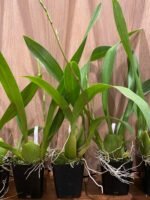 IN SPIKE Oncda. Hula Halau “Volcario Splendor’ (3.5” Pot) - Image 8