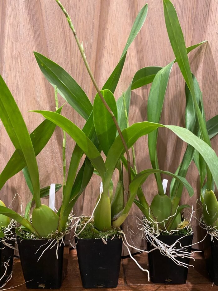 IN SPIKE Oncda. Hula Halau “Volcario Splendor’ (3.5” Pot) - Image 8