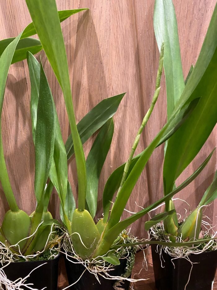 IN SPIKE Oncda. Hula Halau “Volcario Splendor’ (3.5” Pot) - Image 9