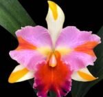 IN SHEATH Rlc. Amazing Thailand ‘Rainbow’ Blooming Size (4.5" Pot)