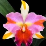 IN SHEATH Rlc. Amazing Thailand ‘Rainbow’ Blooming Size (4.5" Pot)