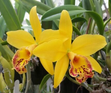 Blc. Haiku Dawn ‘Sunshine & Raspberries’ (4" Pot)