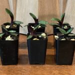 Paph. Catherine Briois x delenatii v. dunkel (2” pot)