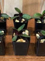 Paph. Catherine Briois x delenatii v. dunkel (2” pot) - Image 4