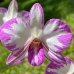 Triple Spikes Dendrobium Enobi Purple ‘Splash’ (3.5” pot)