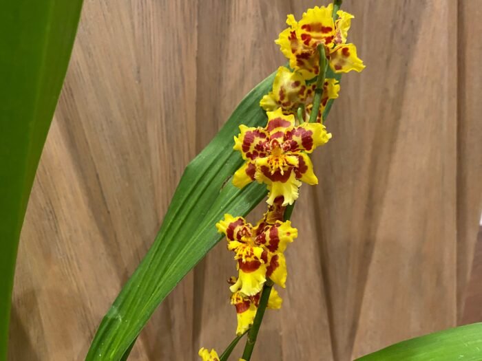 IN BLOOM Wilsonara Pacific Passage 'Peach Cobbler' (4.5" pot) - Image 2