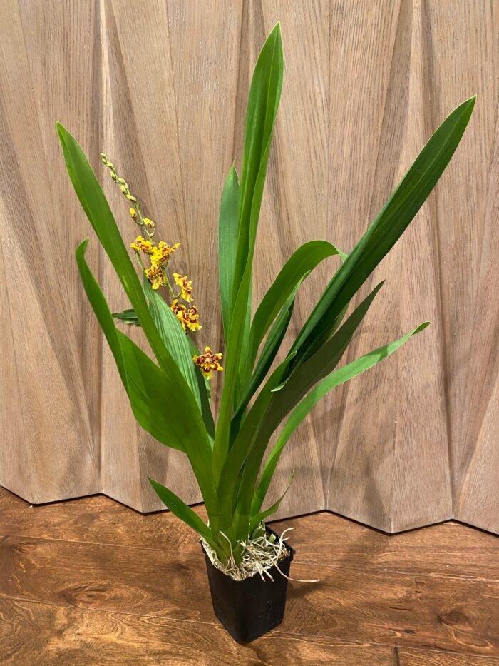 IN BLOOM Wilsonara Pacific Passage 'Peach Cobbler' (4.5" pot) - Image 7