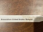 Brassidium Gilded Urchin 'Ontario' Blooming Size (3.5” Pot) - Image 6