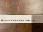 IN SPIKE  Vilsonara Joe Vanilla 'First Out’ (3.5" pot) - Image 6