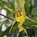 Tall Spike XXL Melra. Yellow Star ‘Golden Gambol’ overgrowth (3.5” Pot)