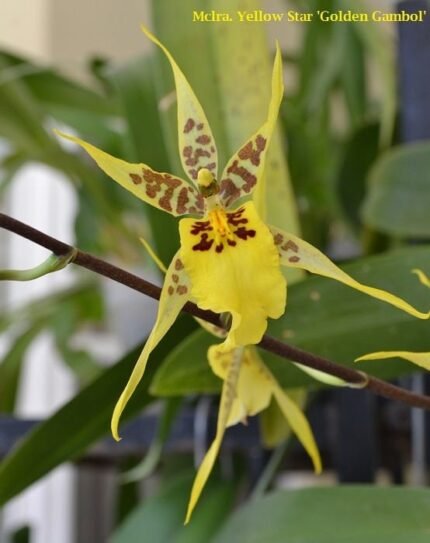 Tall Spike XXL Melra. Yellow Star ‘Golden Gambol’ overgrowth (3.5” Pot)